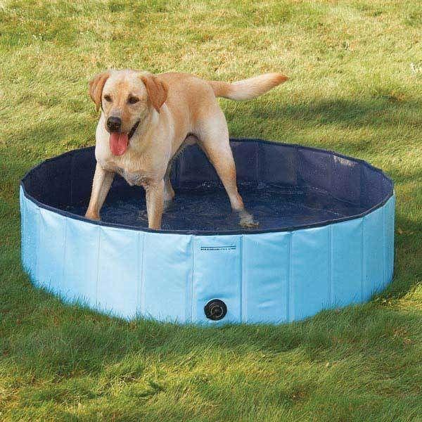 perro piscina