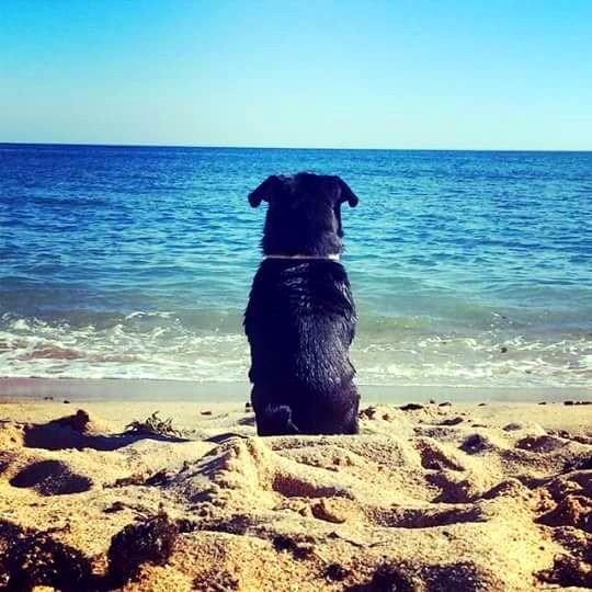 imagen perro feliz en una playa