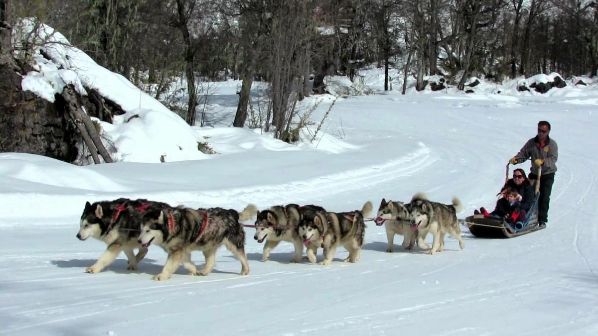 cinco deportes de invierno perros