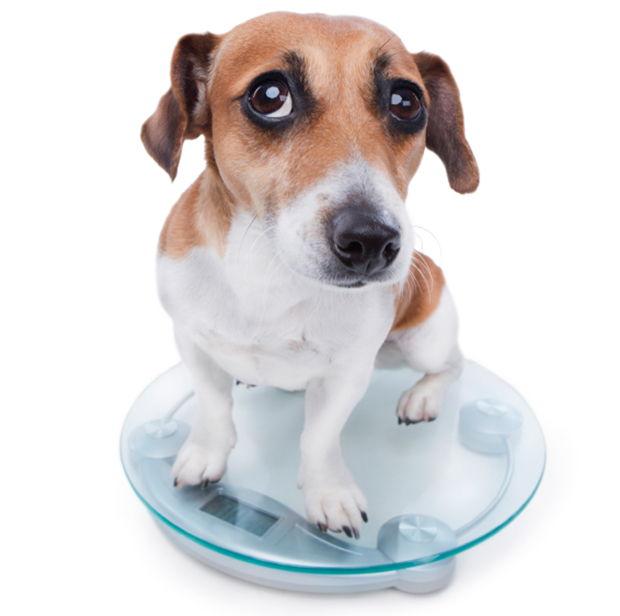 Cómo conseguir que tu perro baje de peso sin que pase hambre