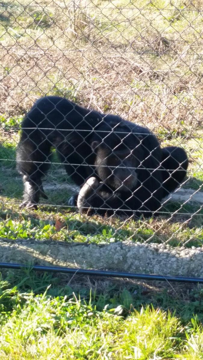 Nico. Chimpancé fundació Mona
