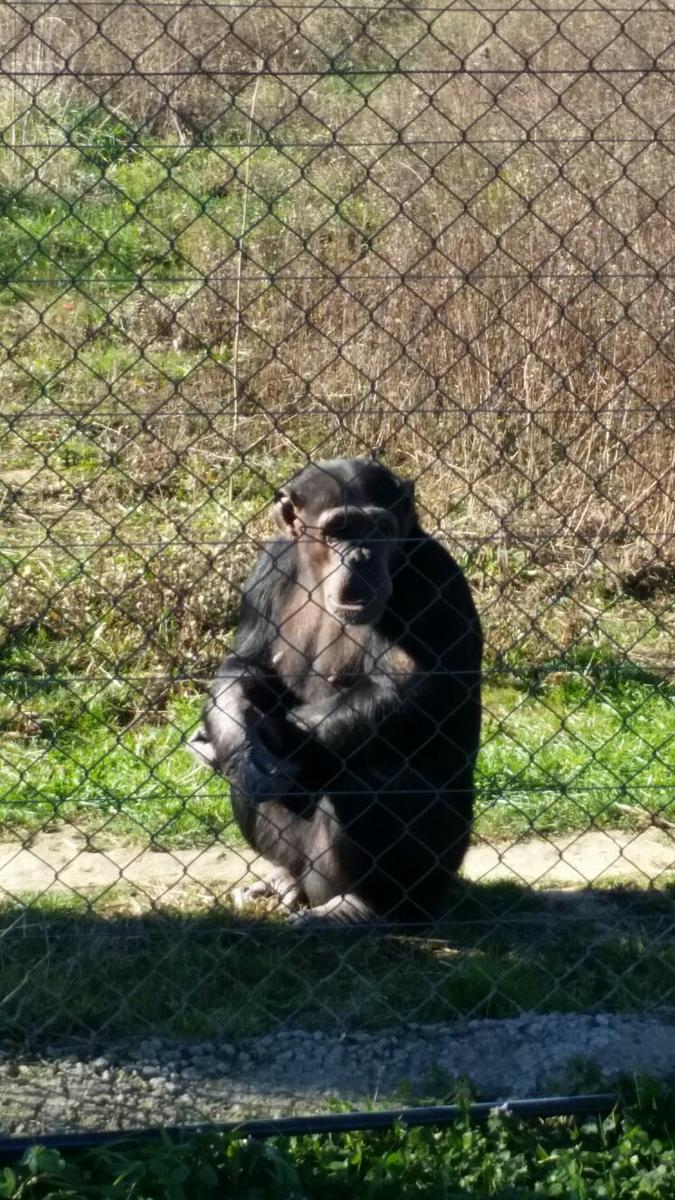 Chimpancé Fundació MONA