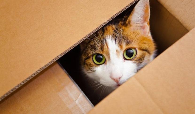 gatos-cajas-carton