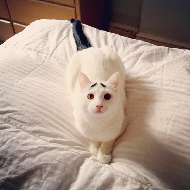 gatos con peculiar pelaje