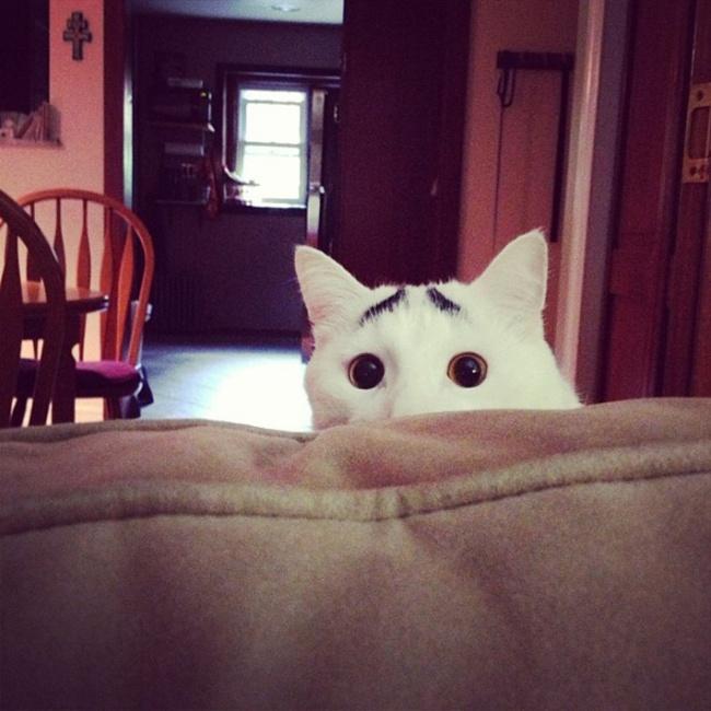gatos con peculiar pelaje