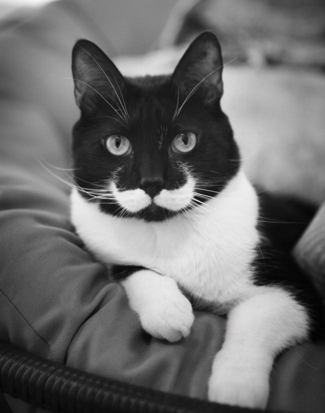 gatos con peculiar pelaje 7
