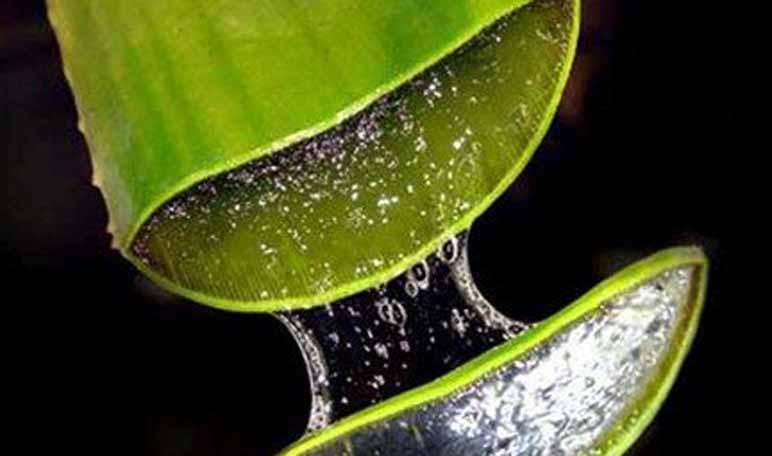 10 beneficios del aloe vera