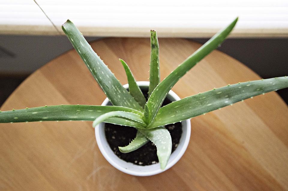 10 beneficios del aloe vera