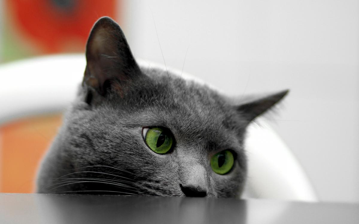 cómo evitar que tu gato se suba a la mesa 2