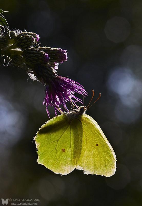 Contraluz (backlighting)