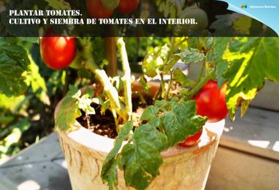 Cultivo y siembra de tomates en el interior.