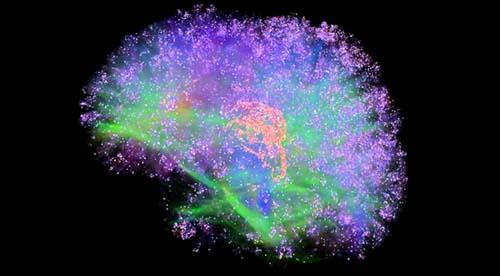 El cerebro tiene más de 100 millones de neuronas oscilando