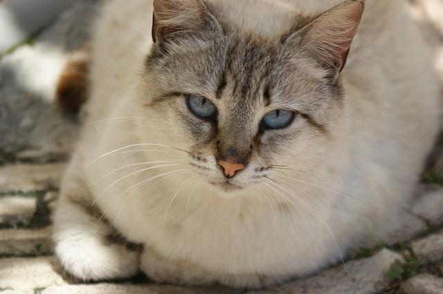 cat-114815_640