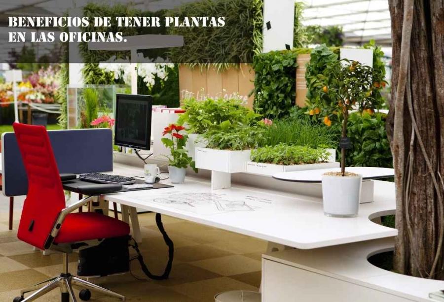 Beneficios de tener plantas en las oficinas.