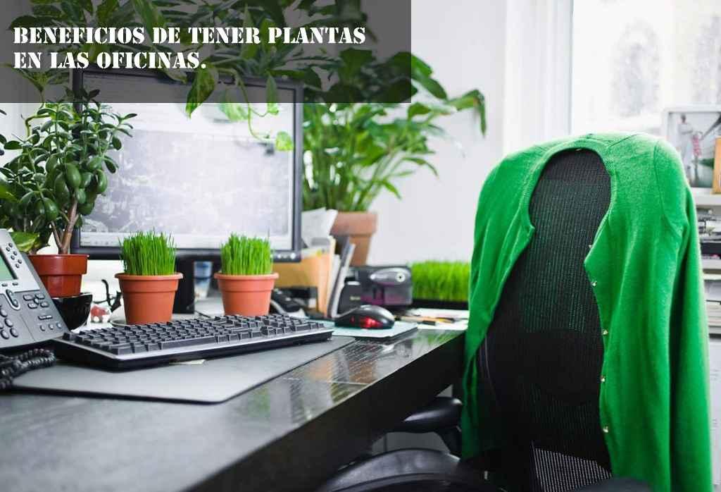 PLANTAS EN OFICINAS
