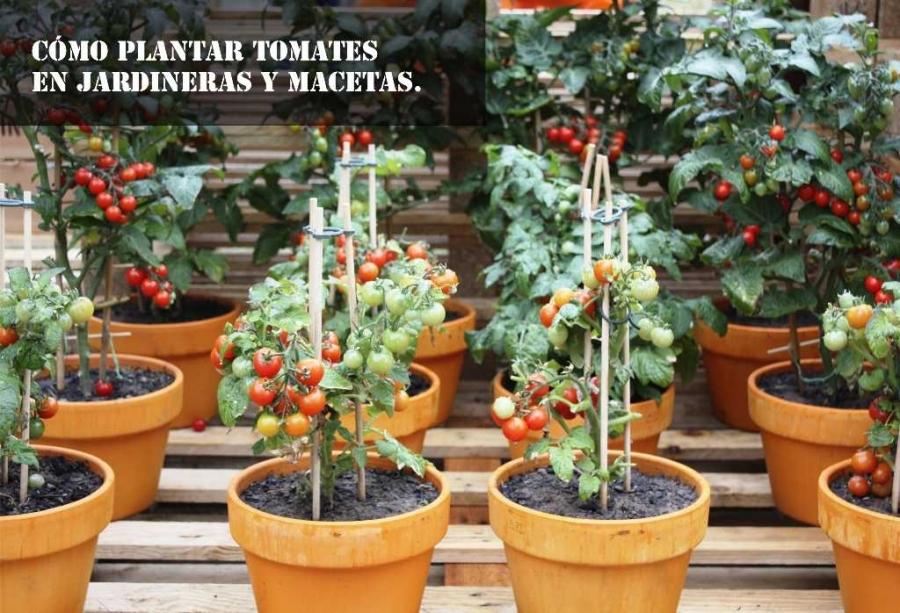 Cómo plantar tomates en jardineras y macetas.