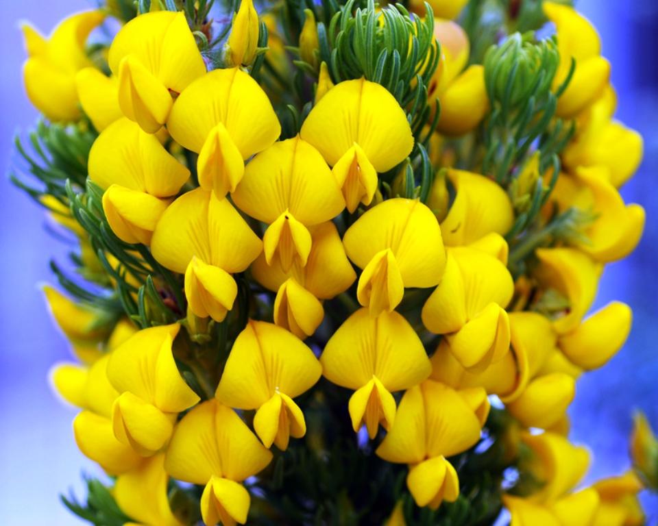 Honeybush