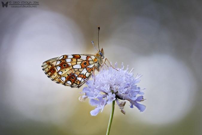 Boloria selene con Focus Stacking
