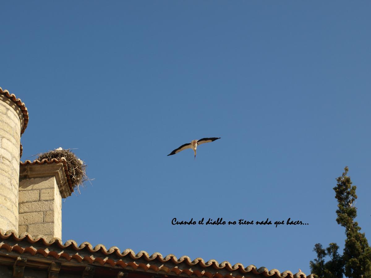 CIGÜEÑAS EN EL TIEMBLO