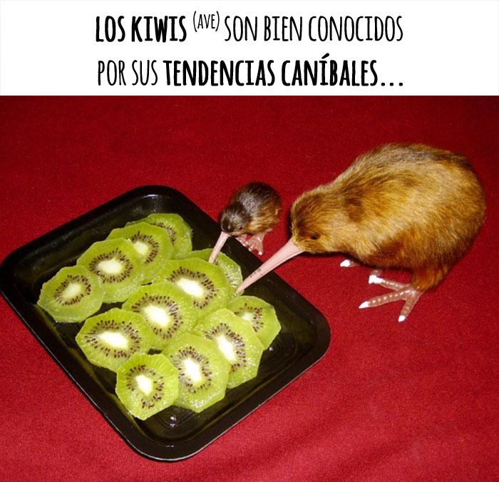 Los animales kiwis