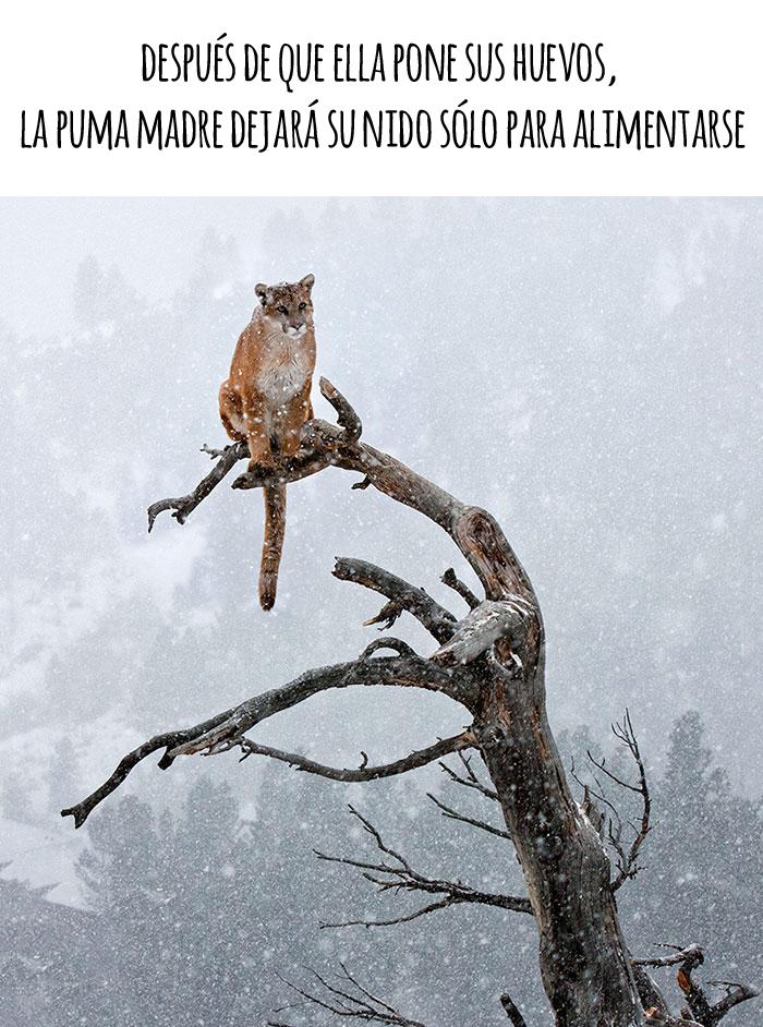 los animales puma