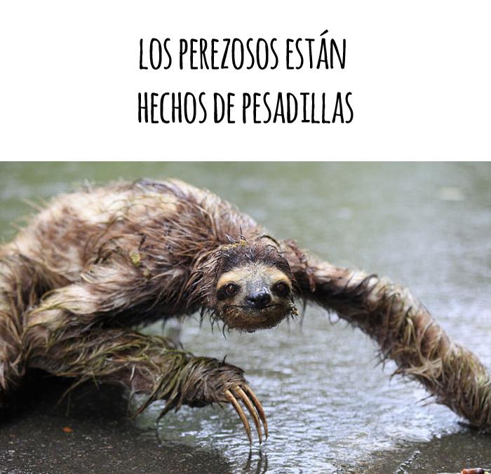 los animales perezosos