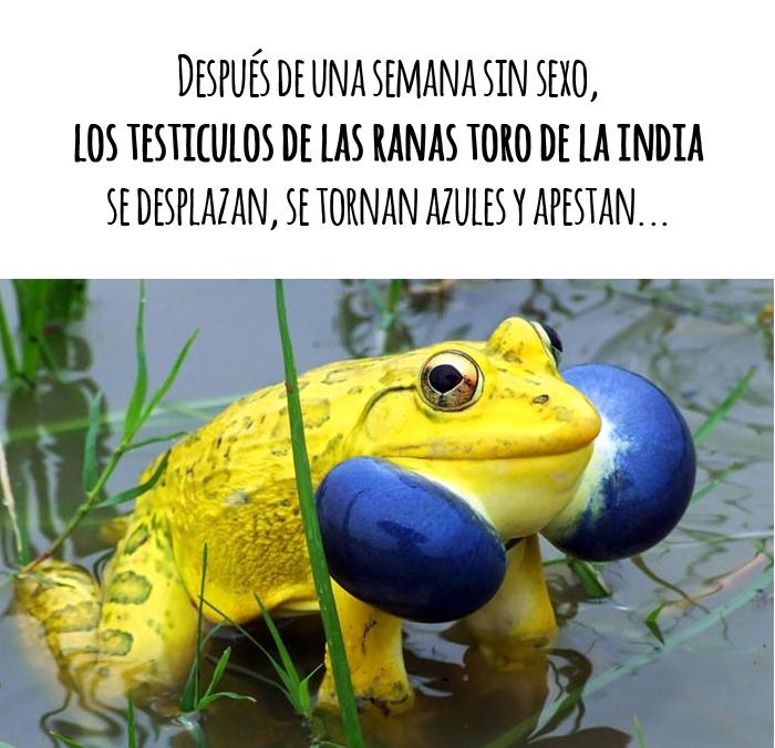 los animales ranas