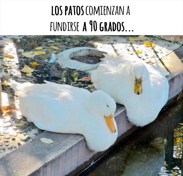 los animales patos