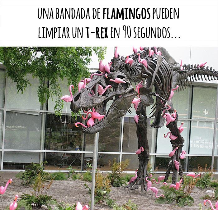 los animales flamingos