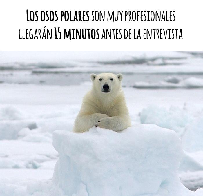 los animales osos polares