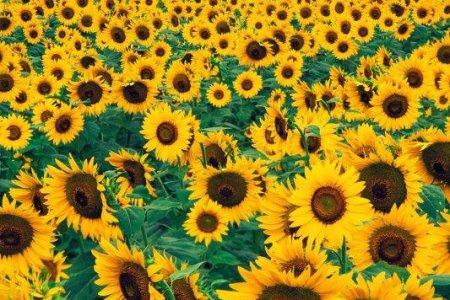 1409222301_podsolnuh