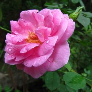 aceite-esencial-de-albahaca-ocimum-basilicum