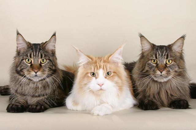 Maine Coon trio