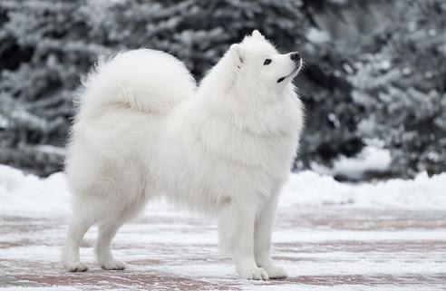 el samoyedo