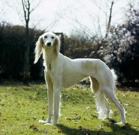 el saluki