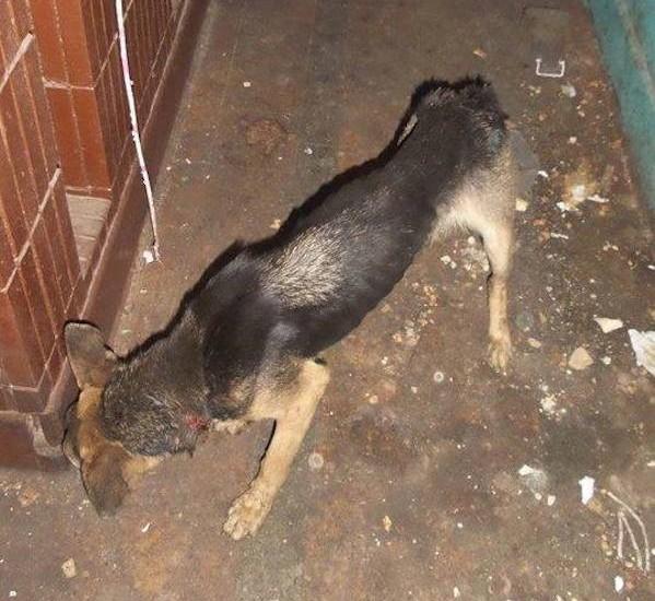 perro encadenado en balcon 1