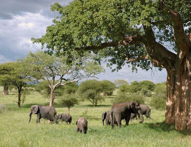 Consejos para hacer un safari en África