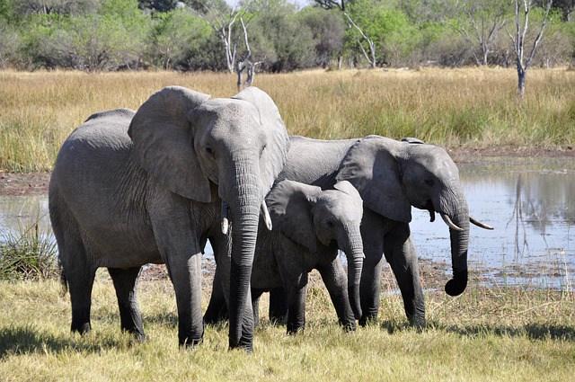 Consejos para hacer un safari en África