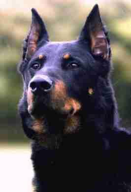 beauceron