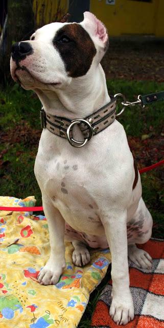 staffordshire terrier