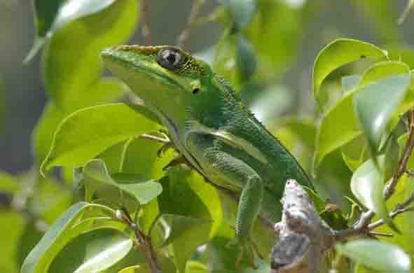 anolis equestris