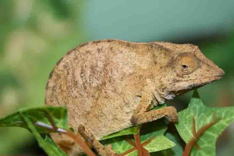 rhampoleon temporalis
