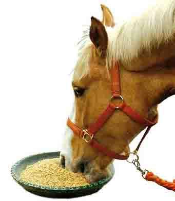 comida para caballos