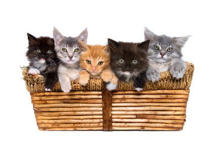 consejos para adoptar un gato