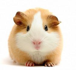 mascota coballa