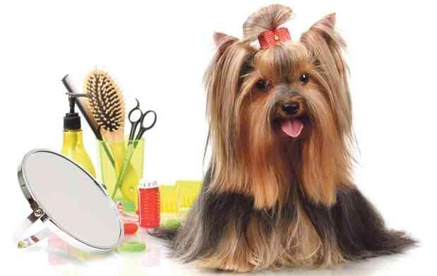 cortar el pelo a yorkshire terrier