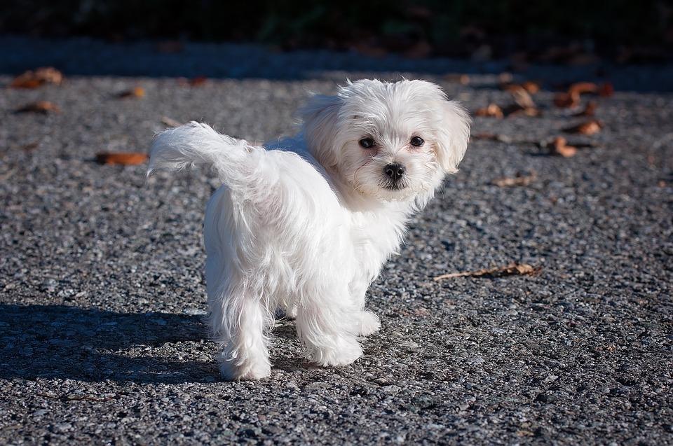 5 consejos para elegir el mejor pienso para perros