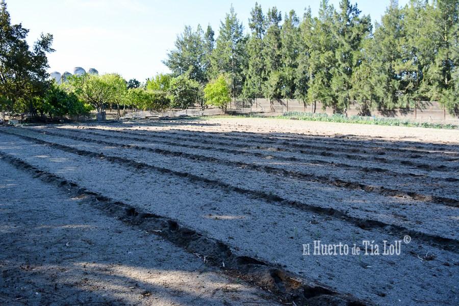 ¿ Nos acompañáis a sembrar los Tomates con Sabor ?