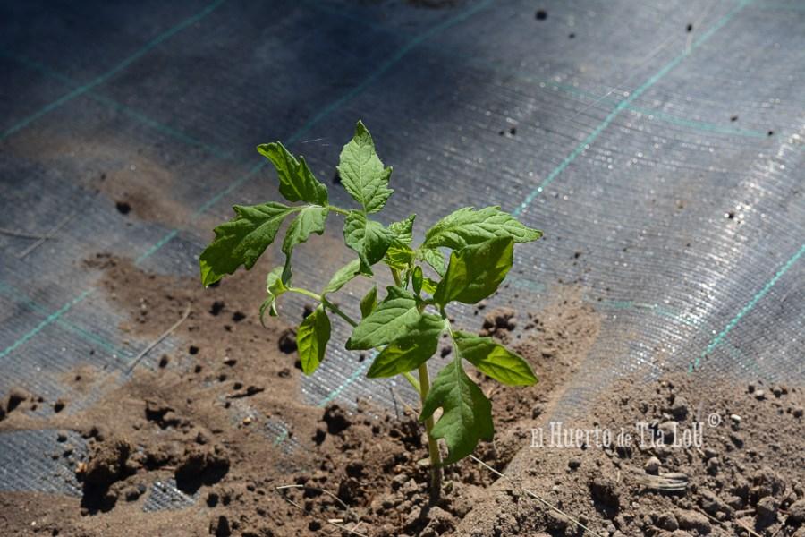 ¿ Nos acompañáis a sembrar los Tomates con Sabor ?