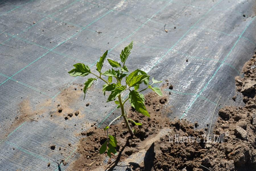 ¿ Nos acompañáis a sembrar los Tomates con Sabor ?
